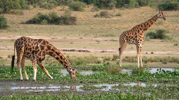 Baringo Girafa Giraffa Camelopardalis Parque Nacional Murchison Falls Uganda — Fotografia de Stock