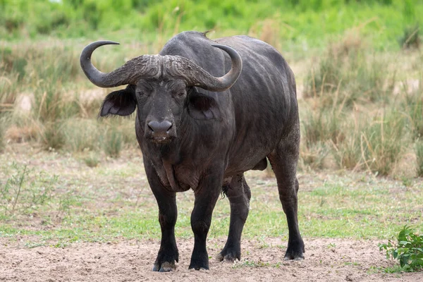 African Buffalo Syncerus Caffer Murchison Falls National Park Uganda — Stock Photo, Image