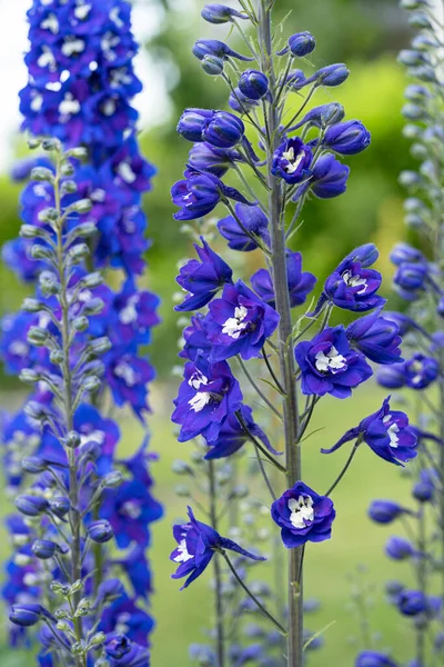 Свеча Жаворонка Delphinium Elatum Закрыть Голову Цветка — стоковое фото