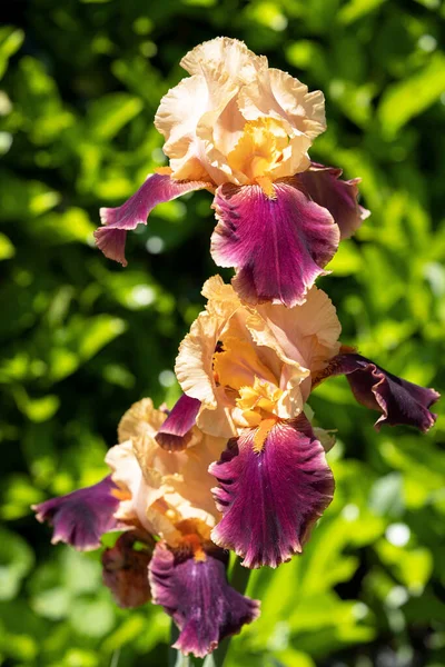 ドイツの虹彩 アイリスBarata 花の頭のイメージを閉じます — ストック写真