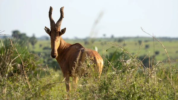 Hartebeest Alcelaphus Lelwel Murchison Falls National Park Oeganda — Stockfoto