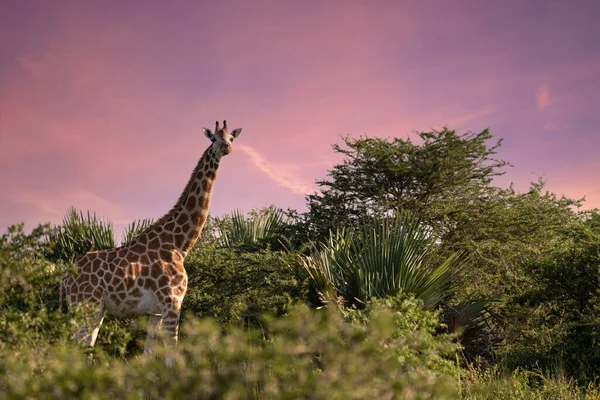 Baringo Girafa Giraffa Camelopardalis Parque Nacional Murchison Falls Uganda — Fotografia de Stock