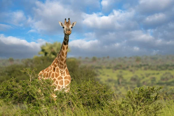 Baringo Giraffe Giraffa Camelopardalis Park Narodowy Murchison Falls Uganda — Zdjęcie stockowe