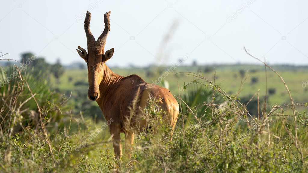 Hartebeest (Alcelaphus lelwel), Murchison Falls National Park, Uganda