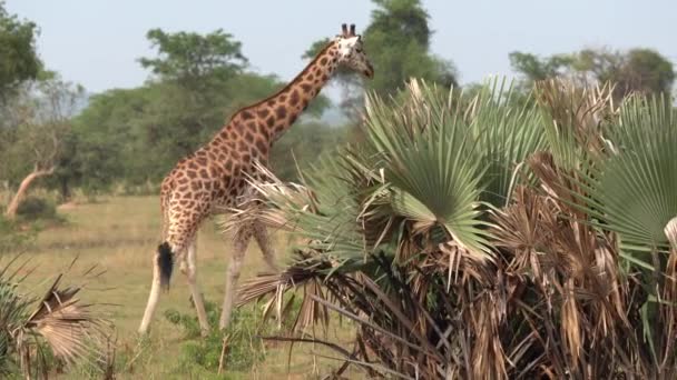 Baringo Giraffe Giraffa Camelopardalis Park Narodowy Murchison Falls Uganda — Wideo stockowe