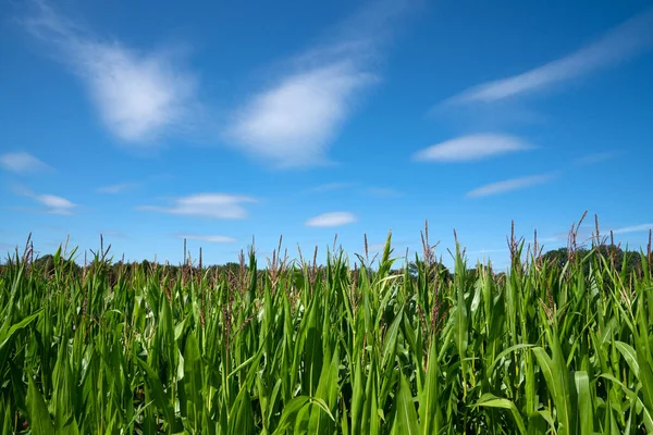 Zbliżenie Wizerunek Pola Kukurydzy Słoneczny Dzień Przeciw Błękitnemu Niebu — Zdjęcie stockowe