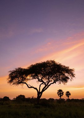 Panoramik görüntü, Murchison Falls Ulusal Parkı 'nda gün doğumu, Uganda