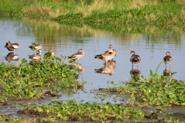 Mısırlı kaz (Alopochen aegyptiaca), Murchison Falls Ulusal Parkı, Uganda