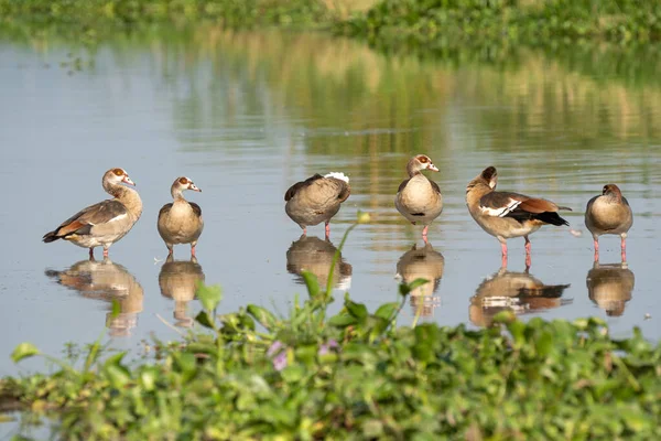 Mısırlı kaz (Alopochen aegyptiaca), Murchison Falls Ulusal Parkı, Uganda