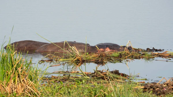 Hippo Hippopotamus Amfibi Murchison Falls Ulusal Parkı Uganda — Stok fotoğraf