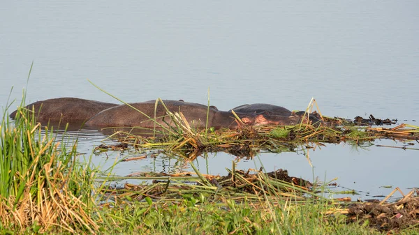 Hippo Hippopotamus Amphibius Murchison Falls National Park Uganda — 图库照片