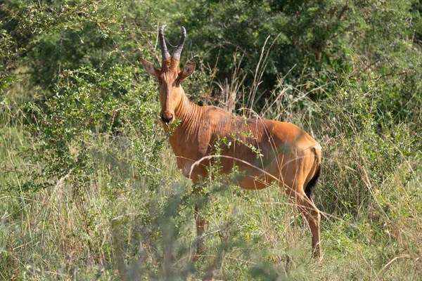 Hartebeest Alcelaphus Lelwel Parque Nacional Murchison Falls Uganda — Fotografia de Stock