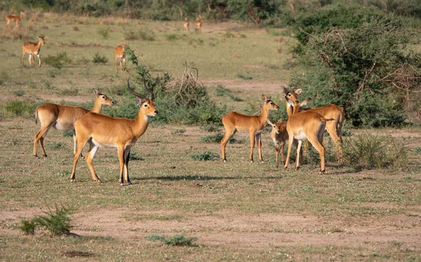 Uganda Kob Kobus Thomasi Parques Nacionales Uganda —  Fotos de Stock