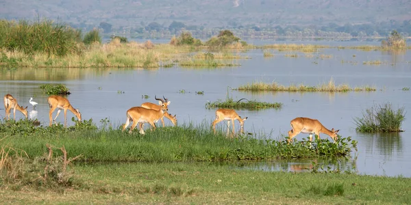 Uganda Kob Kobus Thomasi Uganda Ulusal Parkları — Stok fotoğraf