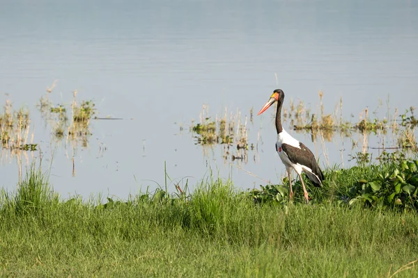 サドルビルコウノトリ Epppiorhynchus Senegalensis マーチソン滝国立公園 ウガンダ — ストック写真