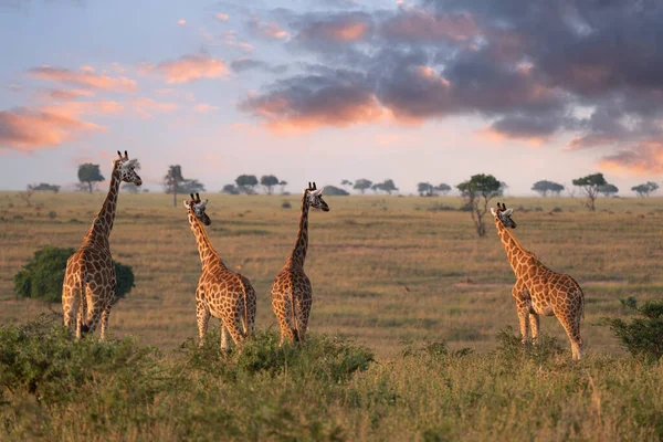 Baringo Giraffe Giraffa Camelopardalis Parque Nacional Murchison Falls Uganda Imagen de archivo