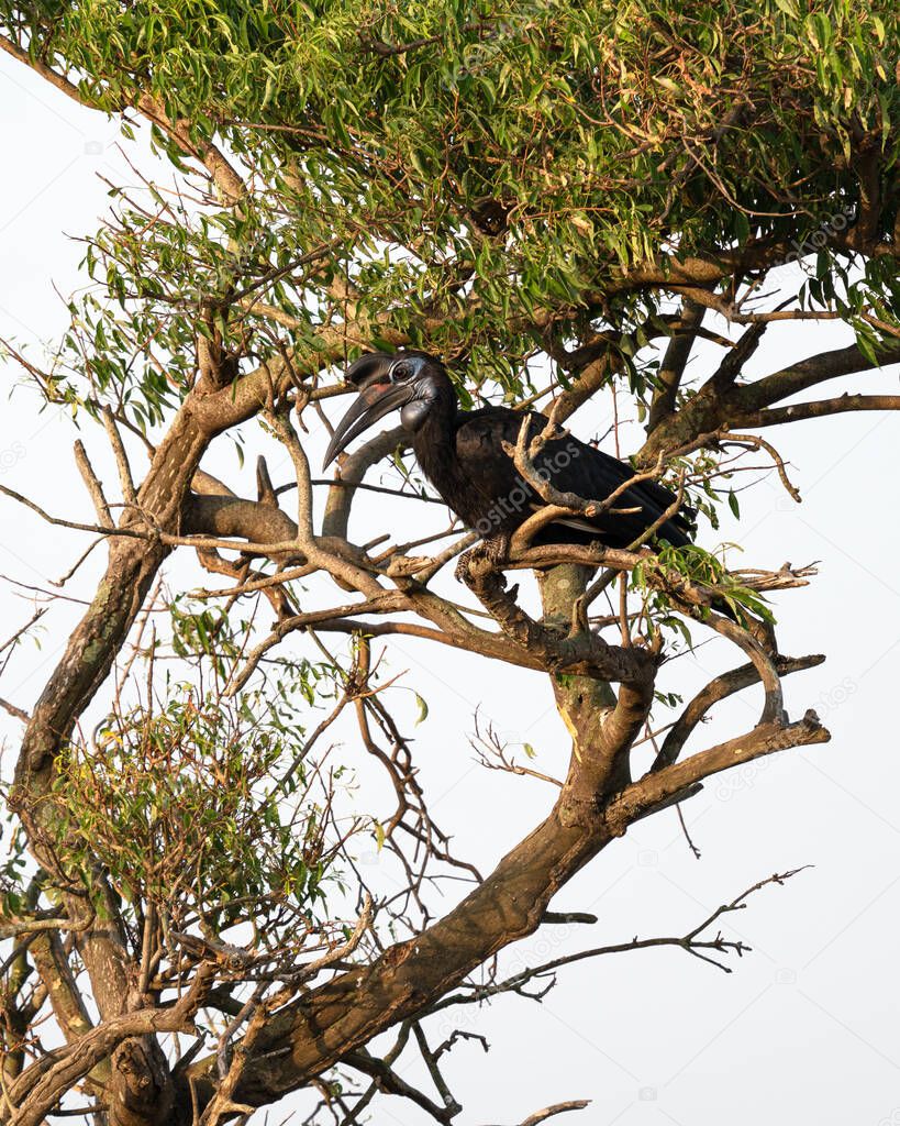 Ground hornbill (Bucorvus abyssinicus), Murchison Falls National Park, Uganda