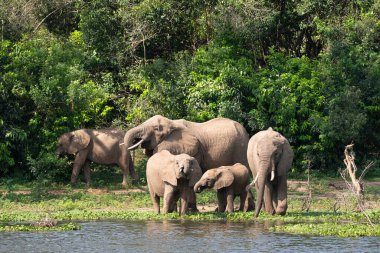 Afrika fili (Loxodonta africana), Murchison Falls Ulusal Parkı, Uganda
