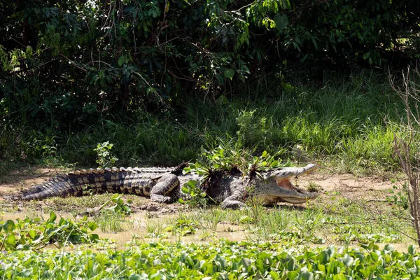 Nile Crocodile Crocodylus Niloticus 照片来自乌干达Kazinga Channel — 图库照片