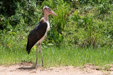 Marabutlar (Leptoptilos crumeniferus), Murchison Falls Ulusal Parkı, Uganda