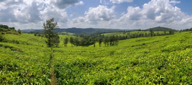 Çay tarlalı kırsal arazinin panoramik görüntüsü, Uganda