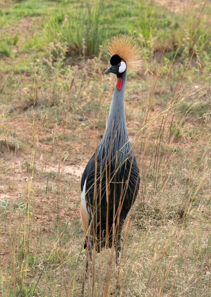 Crowned Crane Balearica Pavonina Murchison Falls National Park Uganda — стокове фото