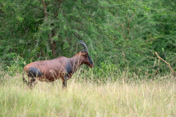 Topi Damaliscus Jimela Ishasha National Park Uganda — стоковое фото