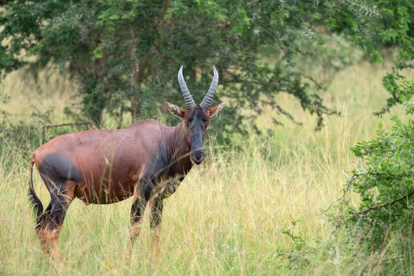 Topi Damaliscus Jimela Ishasha Ulusal Parkı Uganda — Stok fotoğraf