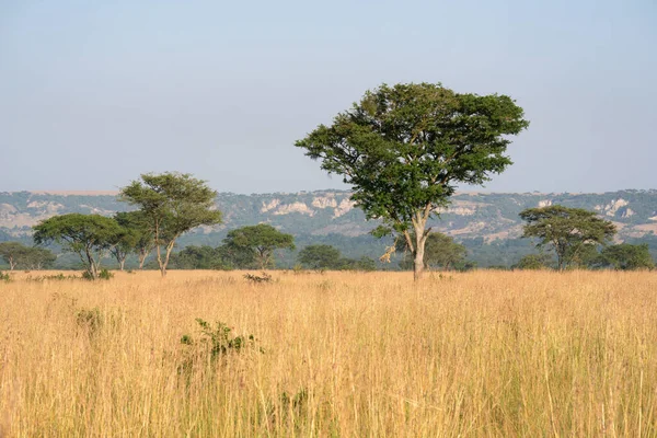Doğu Afrika, Uganda 'daki Ishasha Ulusal Parkı' nın panoramik manzarası