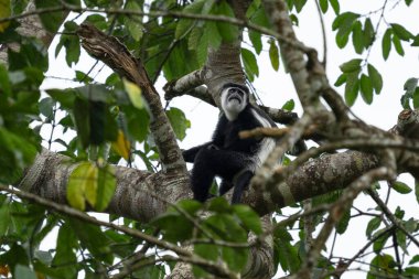 Doğu siyah-beyaz kolobus (Colobus guereza), Uganda Ulusal Parkları