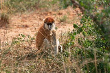 Wadi maymunu (Erythrocebus patas), Uganda Ulusal Parkları