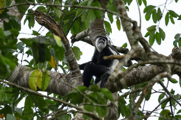 Eastern Black White Colobus Colobus Guereza National Parks Uganda — Fotografia de Stock