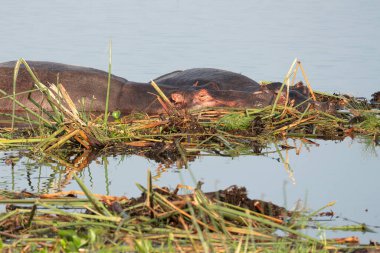 Hippo (Hippopotamus amfibi), Murchison Falls Ulusal Parkı, Uganda