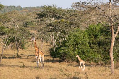 Baringo Giraffe (Giraffa camelopardalis), Lake Mburo National Park, Uganda
