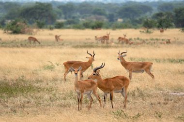 Uganda Kob (Kobus thomasi), Uganda Ulusal Parkları