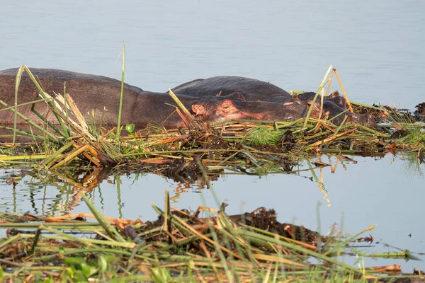 Hippo Hippopotamus Amphibius Murchison Falls National Park Uganda — 图库照片