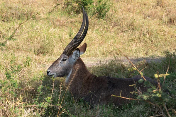 Defassa Waterbuck Kobus Defassa Lake Mburo National Park Uganda — 스톡 사진