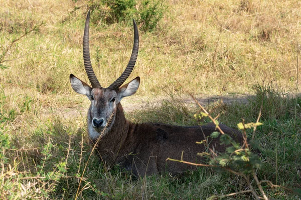 Defassa Waterbuck Kobus Defassa Parque Nacional Del Lago Mburó Uganda —  Fotos de Stock