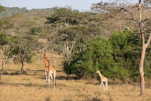 Baringo Giraffe Giraffa Camelopardalis Lake Mburo National Park Uganda — Zdjęcie stockowe