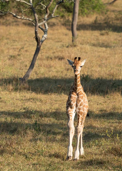 Baringo Giraffe Giraffa Camelopardalis Lake Mburo National Park Uganda — Foto Stock