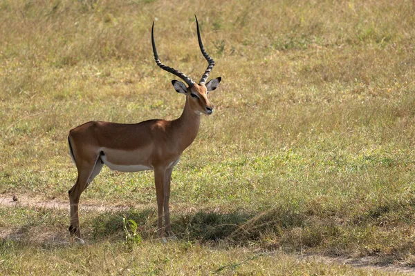 Impala Aepyceros Melampus National Parks Uganda — Stock fotografie