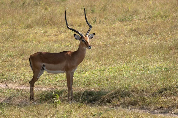 Impala Aepyceros Melampus National Parks Uganda — Photo