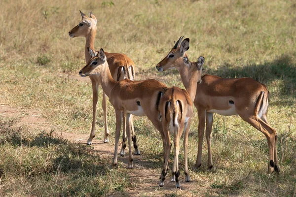 Impala Aepyceros Melampus National Parks Uganda — Stok fotoğraf