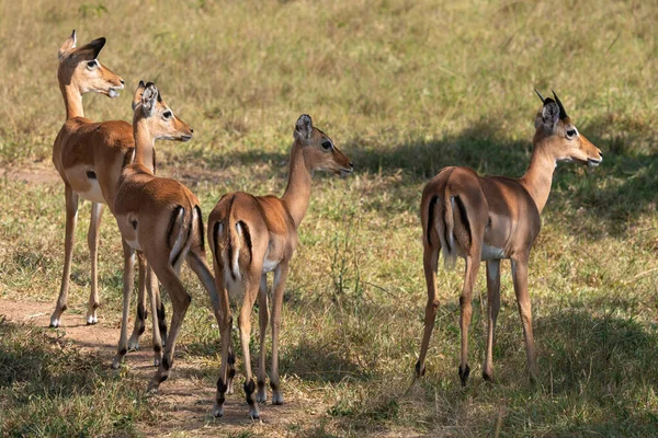 Impala Aepyceros Melampus National Parks Uganda — 스톡 사진