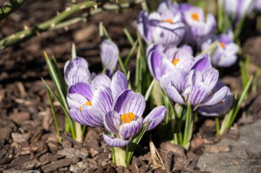 Crocus, baharın çiçeklerini kapat.