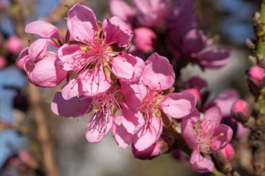 Nektarin ağacı (Prunus persica), çiçeğin başını kapat