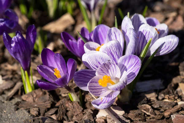 Crocus, baharın çiçeklerini kapat.