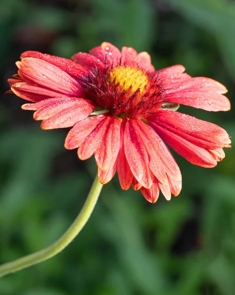 Imagen Cerca Flor Manta Gaillardia Grandiflora — Foto de Stock