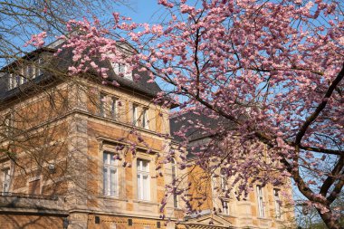 Baharda çiçek açan kiraz ağacıyla Villa Zanders, Bergisch Gladbach, Kuzey Ren Vestfalyası, Almanya