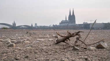 Köln 'deki Ren Nehri' nin alçak suları, Almanya 'da kuraklık.